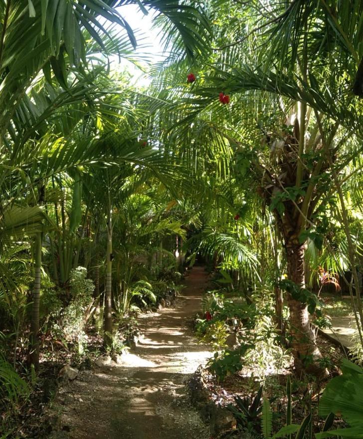 Jungle Of Peace Resort سيكويجور المظهر الخارجي الصورة